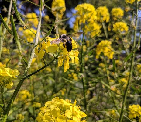 CONTAO_NATURE_THEME_Wildbiene_an_Senf