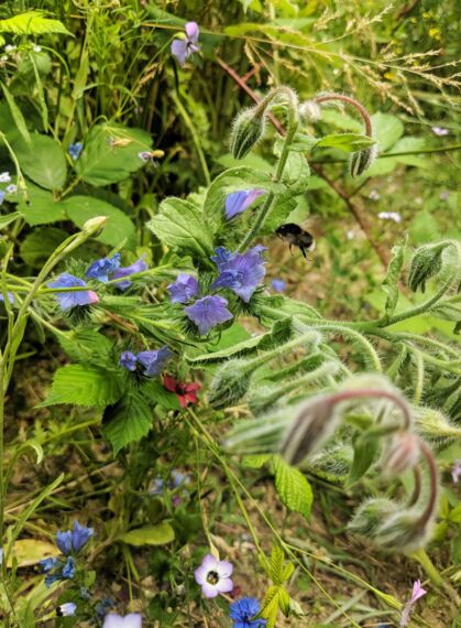 CONTAO_NATURE_THEME_Hummel_im_Anflug