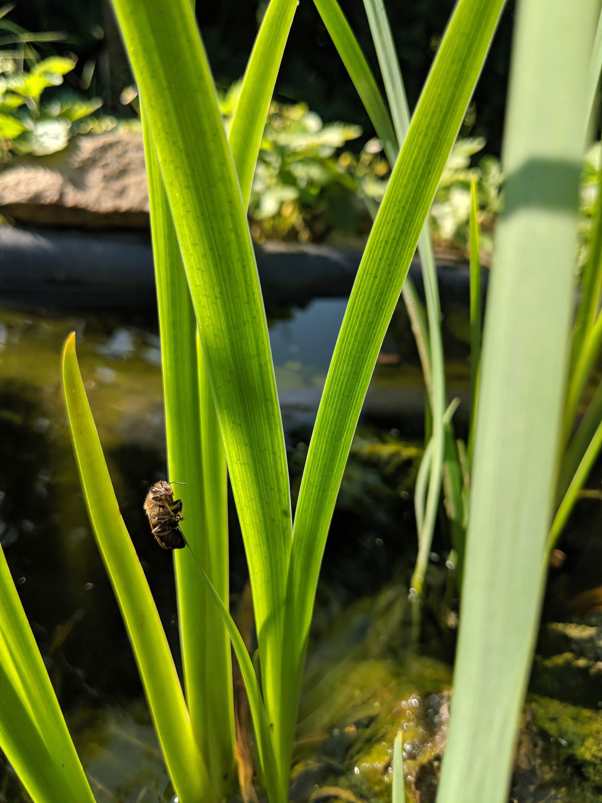 CONTAO_NATURE_THEME_Biene_an_Teich