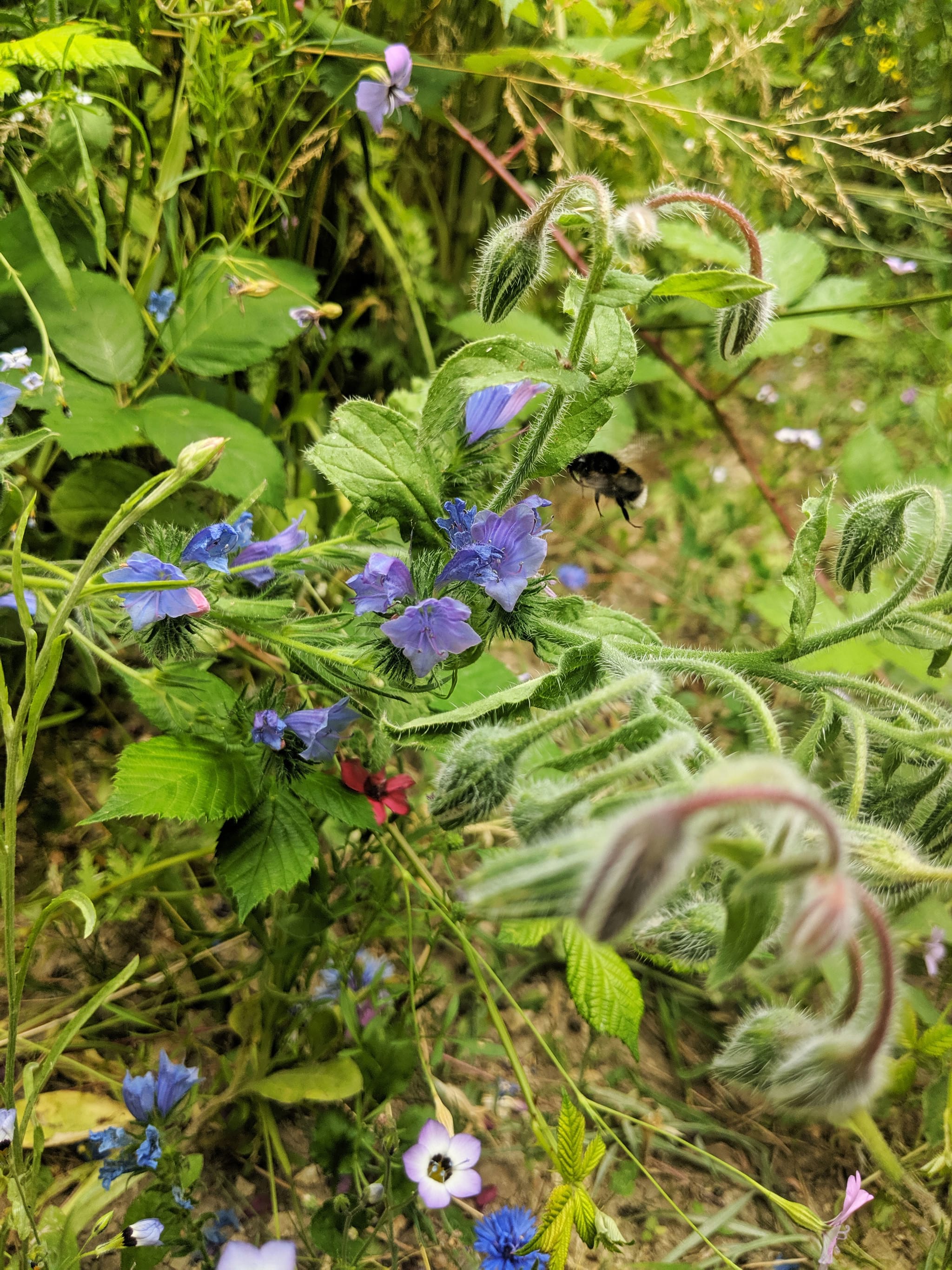 CONTAO_NATURE_THEME_Hummel_im_Anflug